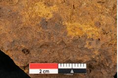 Foto (Detailansicht) von Plantae indet.  (NHMW-GEO-2024-0188-10394)